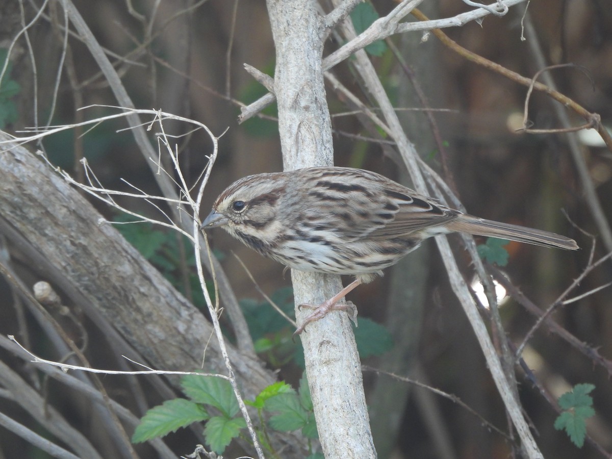 Song Sparrow - ML647310151