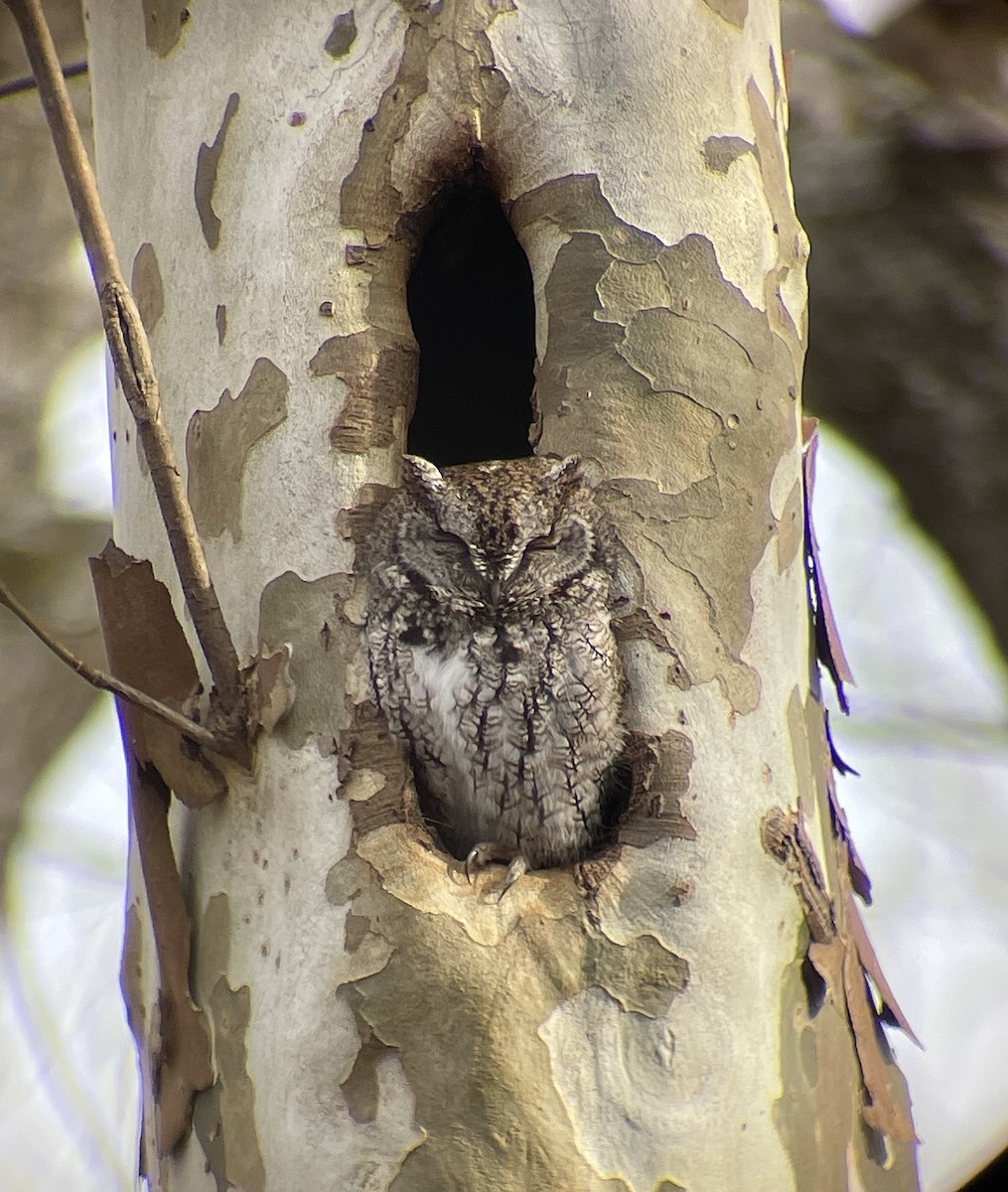 Eastern Screech-Owl - ML647310163