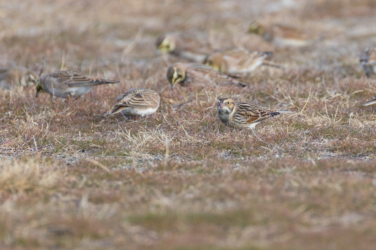 Подорожник лапландський - ML647310167