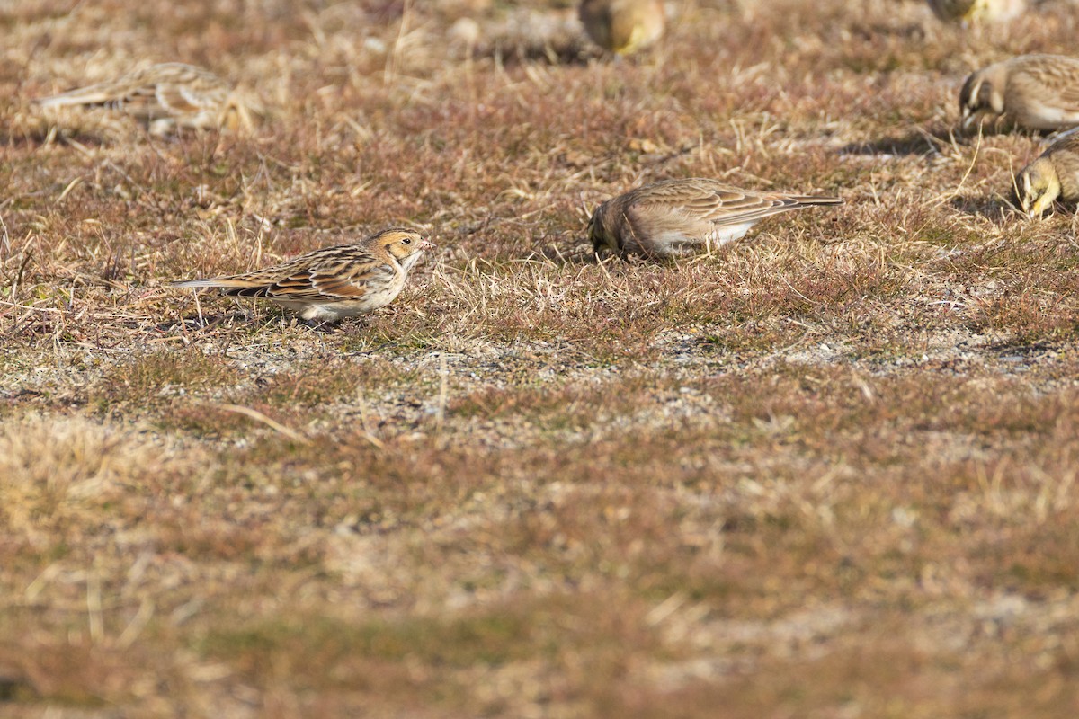 Подорожник лапландський - ML647310168