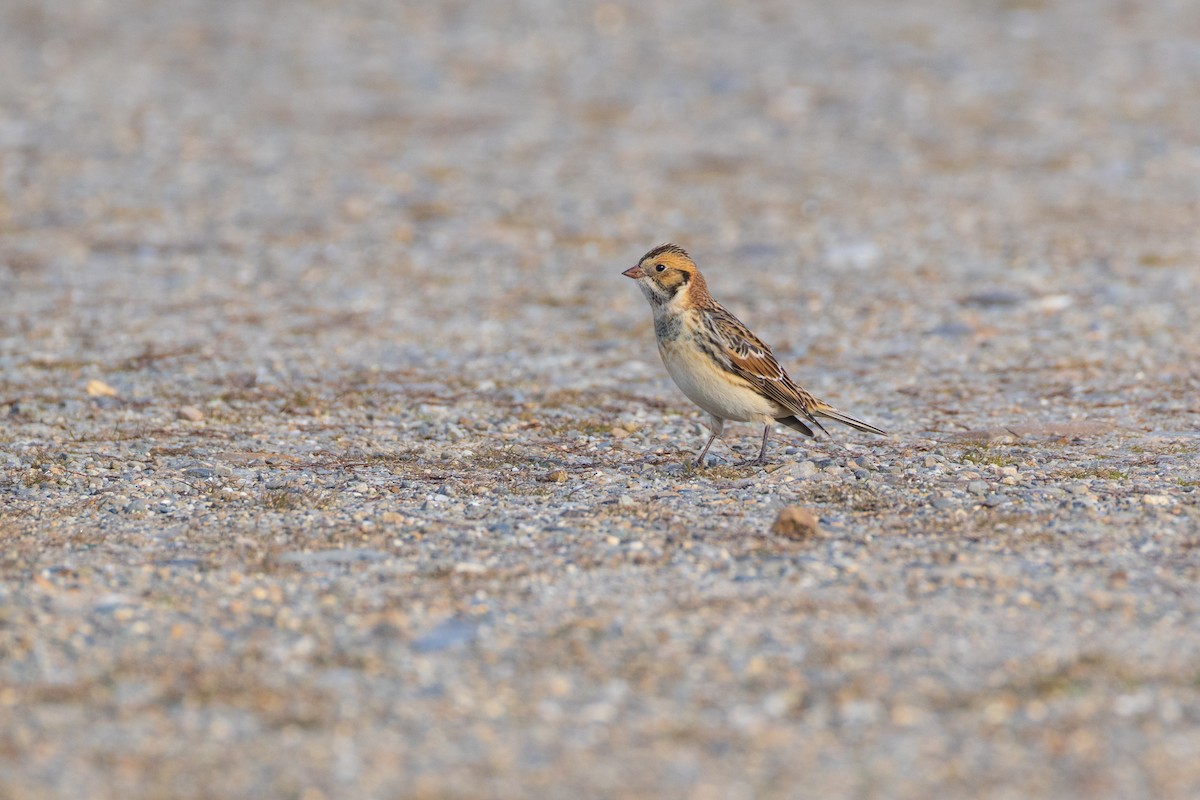 Подорожник лапландський - ML647310169