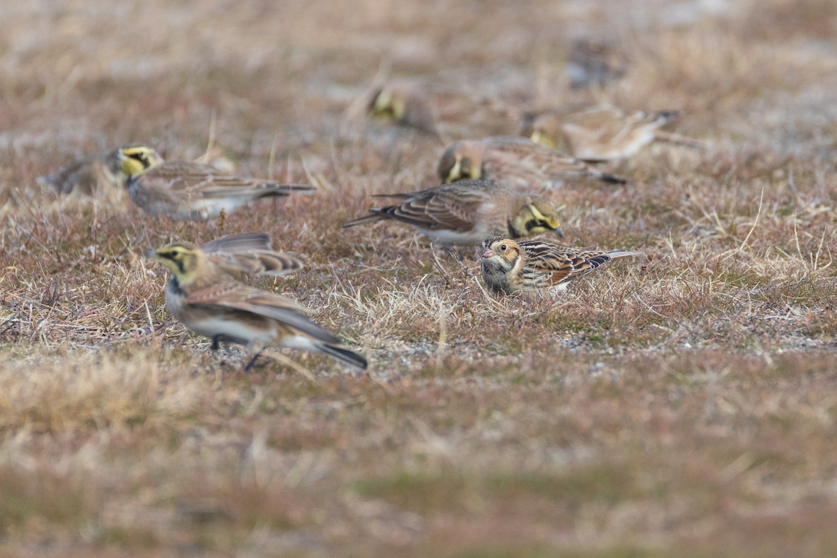 Подорожник лапландський - ML647310170