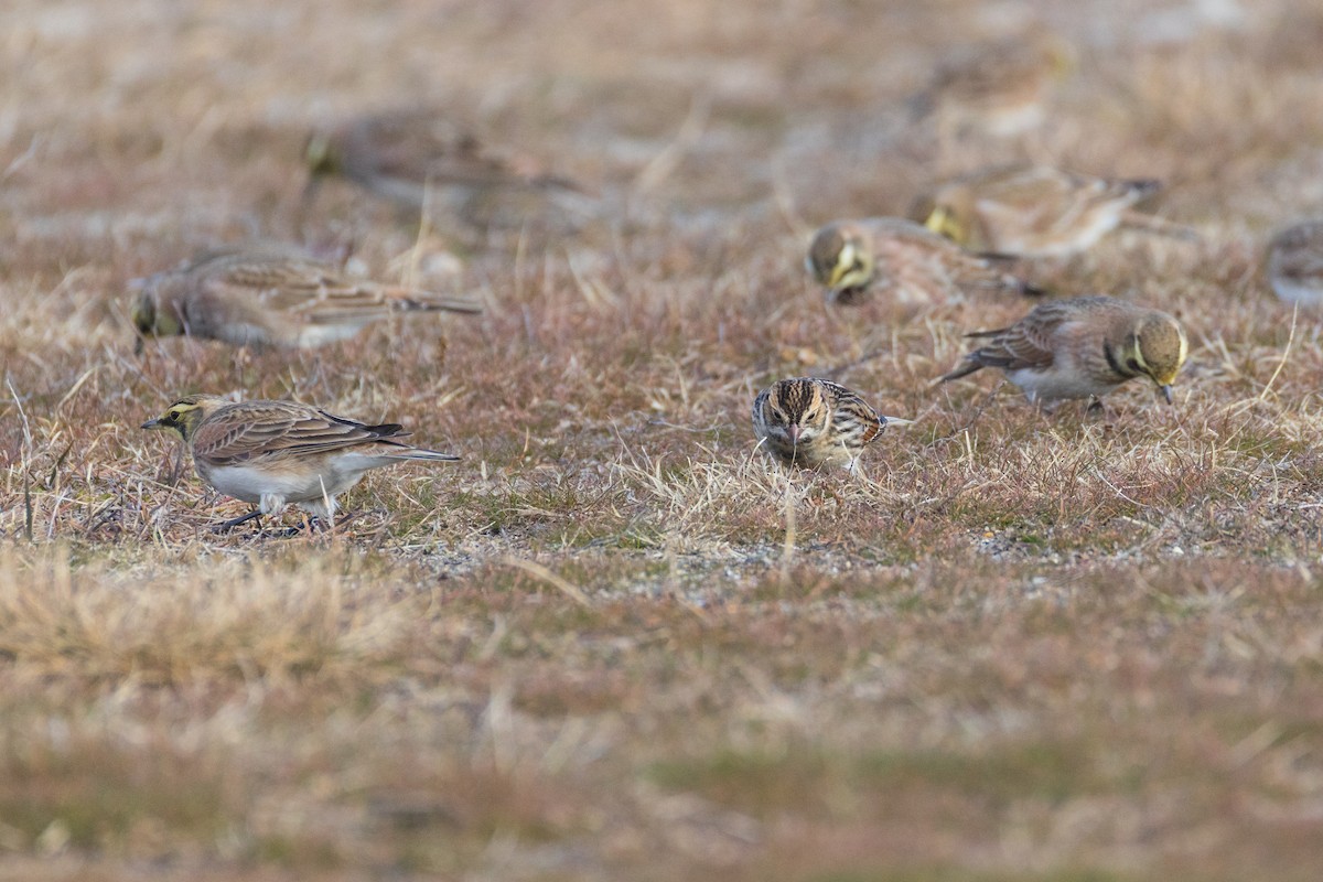 Подорожник лапландський - ML647310171
