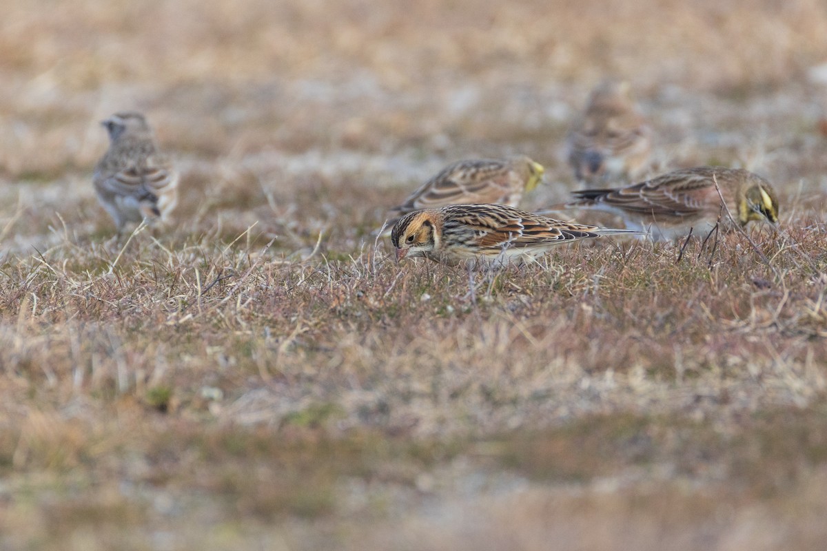 Подорожник лапландський - ML647310172