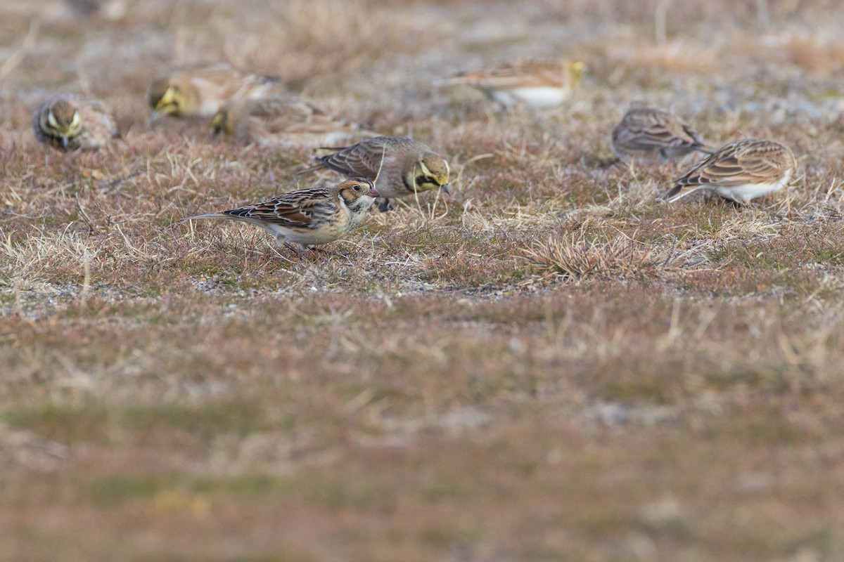 Подорожник лапландський - ML647310173