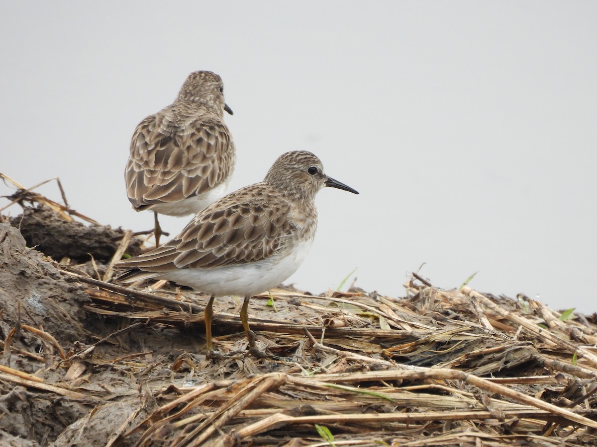 Least Sandpiper - ML647310217