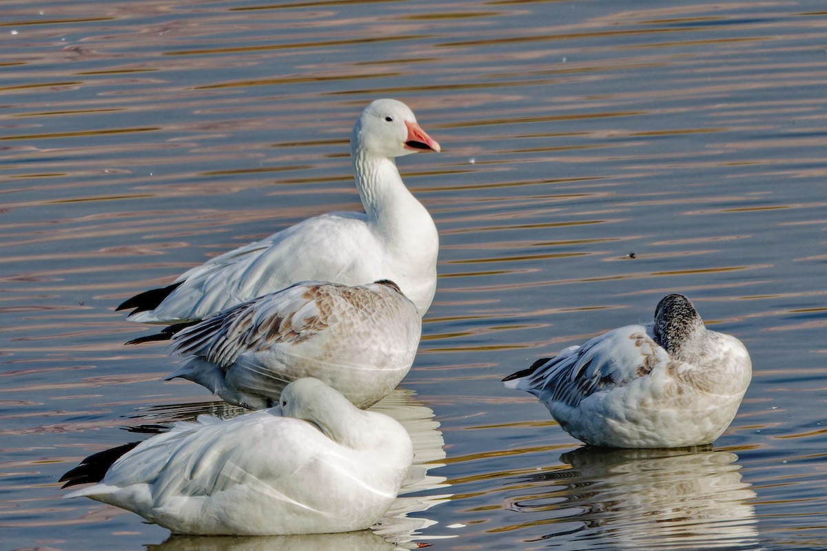 Snow Goose - ML647310225