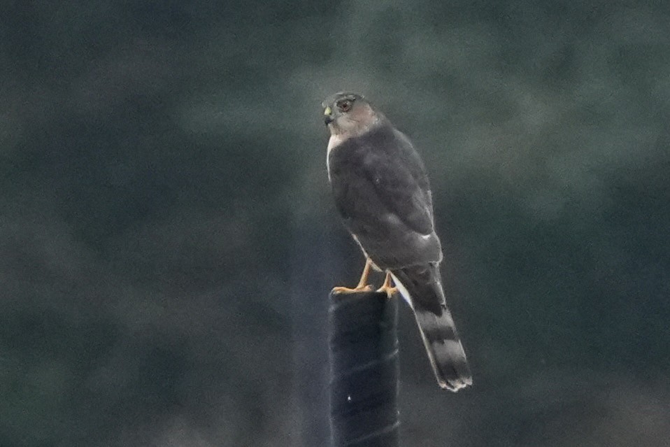 Яструб неоарктичний - ML647310227