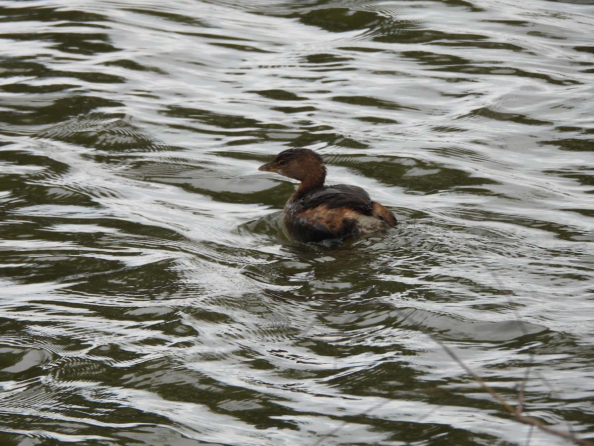 Pied-billed Grebe - ML647310233