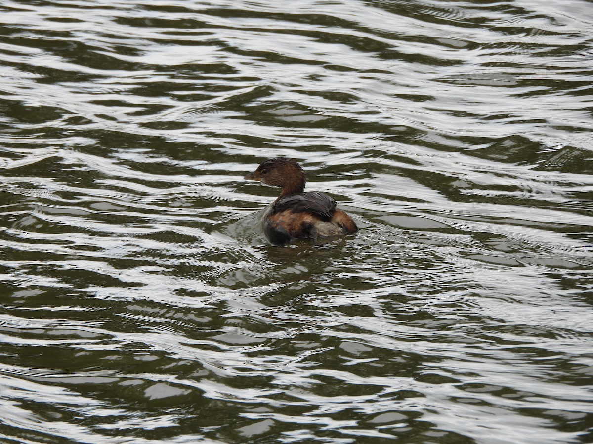 Pied-billed Grebe - ML647310234