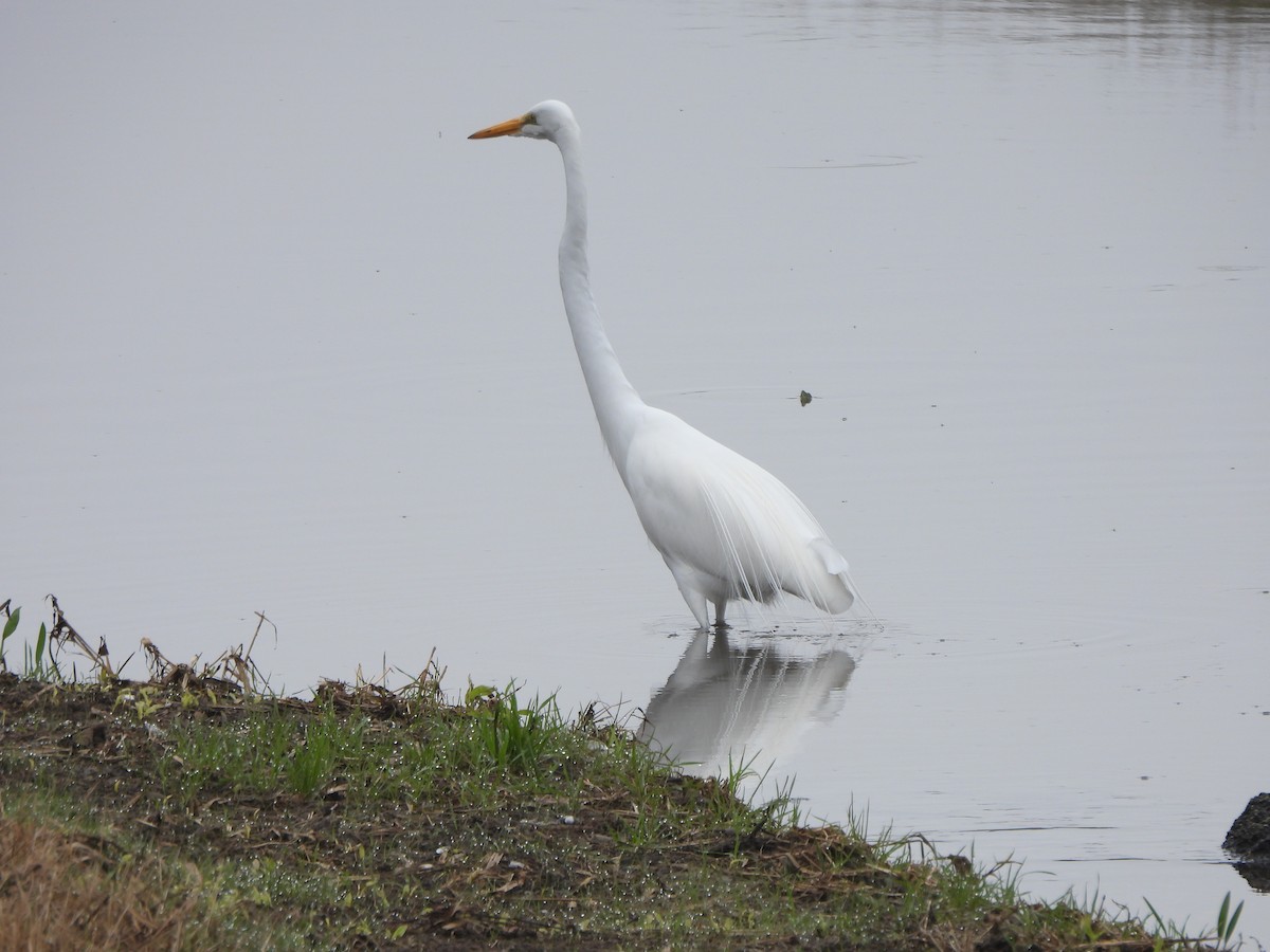 Great Egret - ML647310238