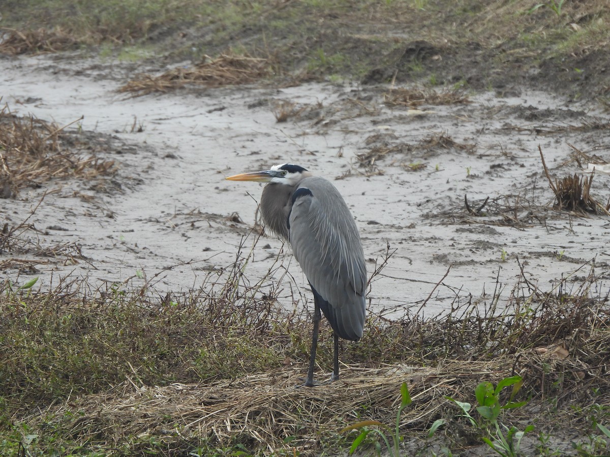 Great Blue Heron - ML647310246
