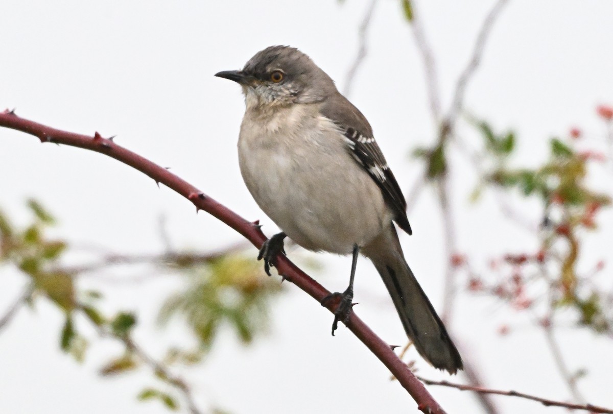 Пересмішник багатоголосий - ML647310247