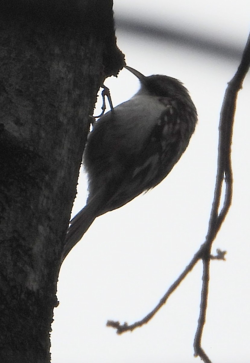 Brown Creeper - ML647310248