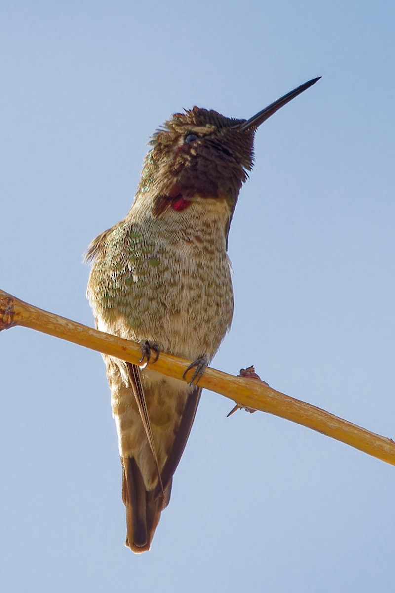 Anna's Hummingbird - ML647310252