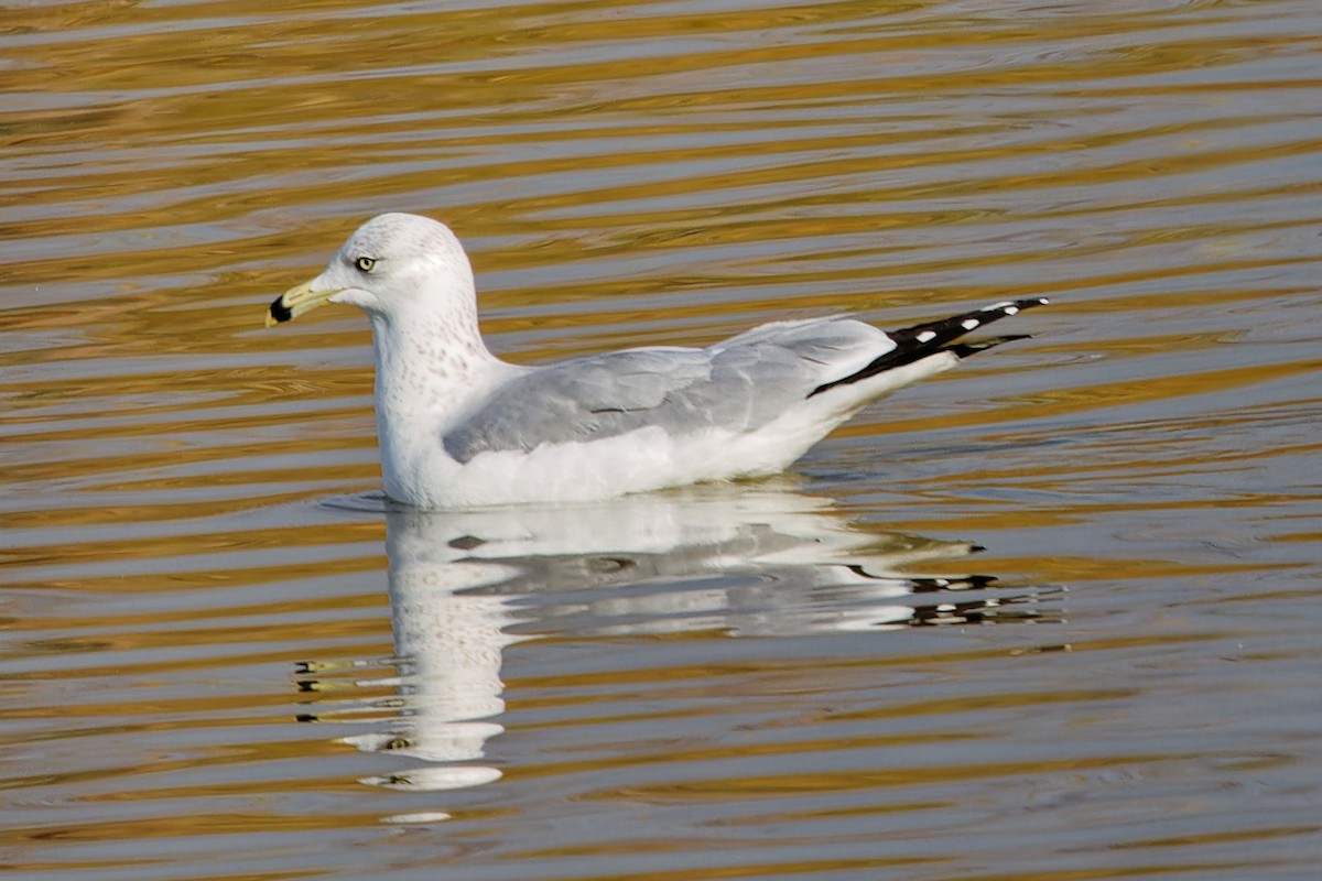 Ring-billed Gull - ML647310256