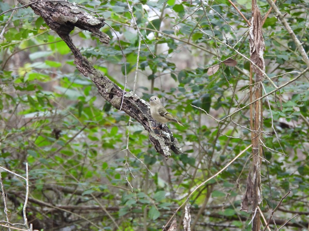 Ruby-crowned Kinglet - ML647310257