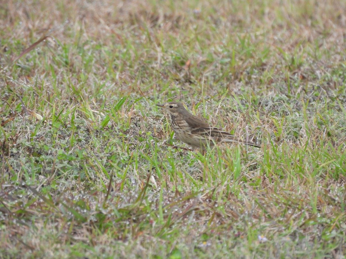 American Pipit - ML647310259