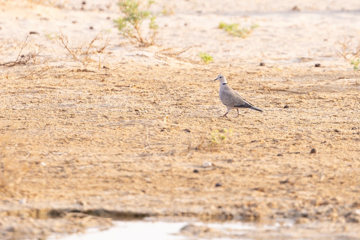 African Collared-Dove - ML647310261