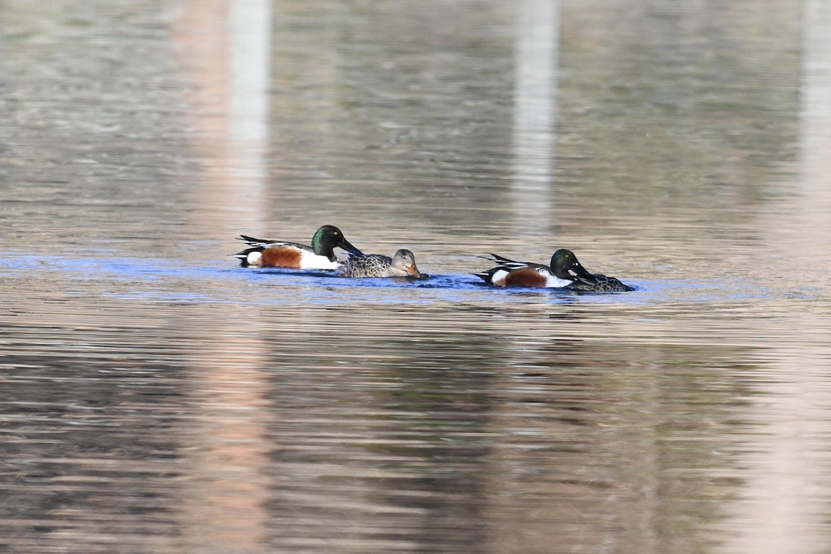 skjeand - ML647310262