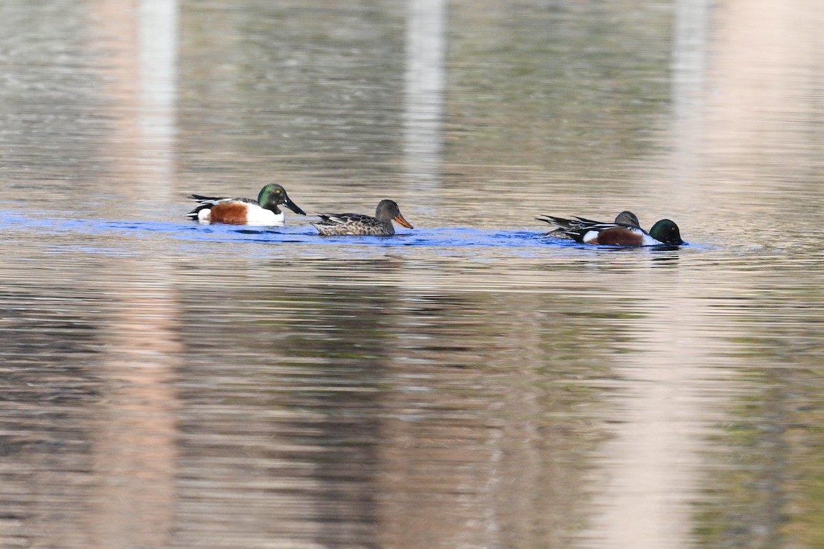 skjeand - ML647310263