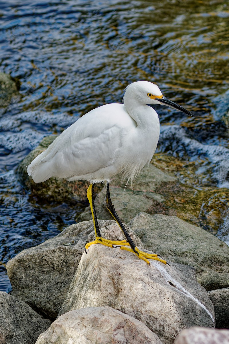 Snowy Egret - ML647310266