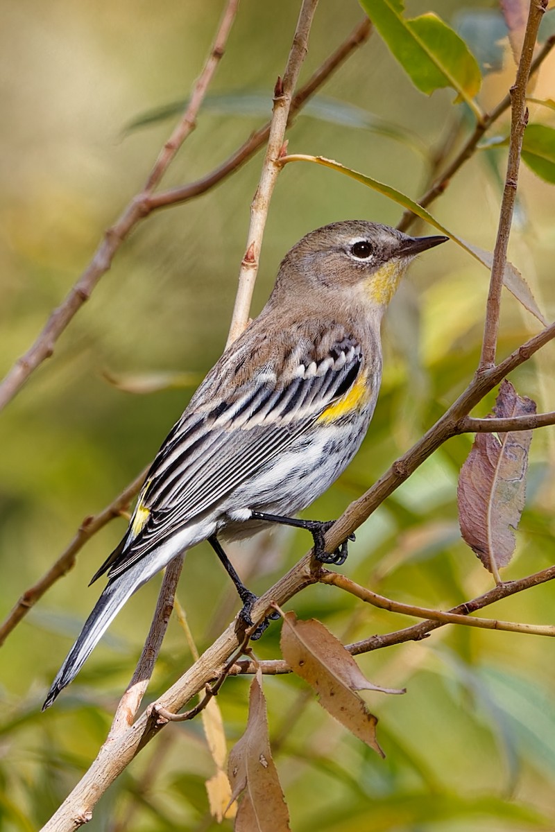 Yellow-rumped Warbler - ML647310272