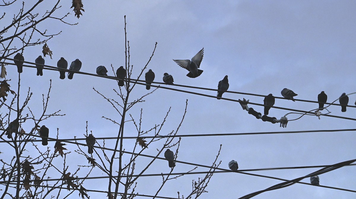 Rock Pigeon (Feral Pigeon) - ML647310273