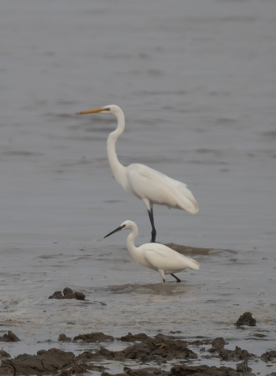 volavka bílá - ML647310291