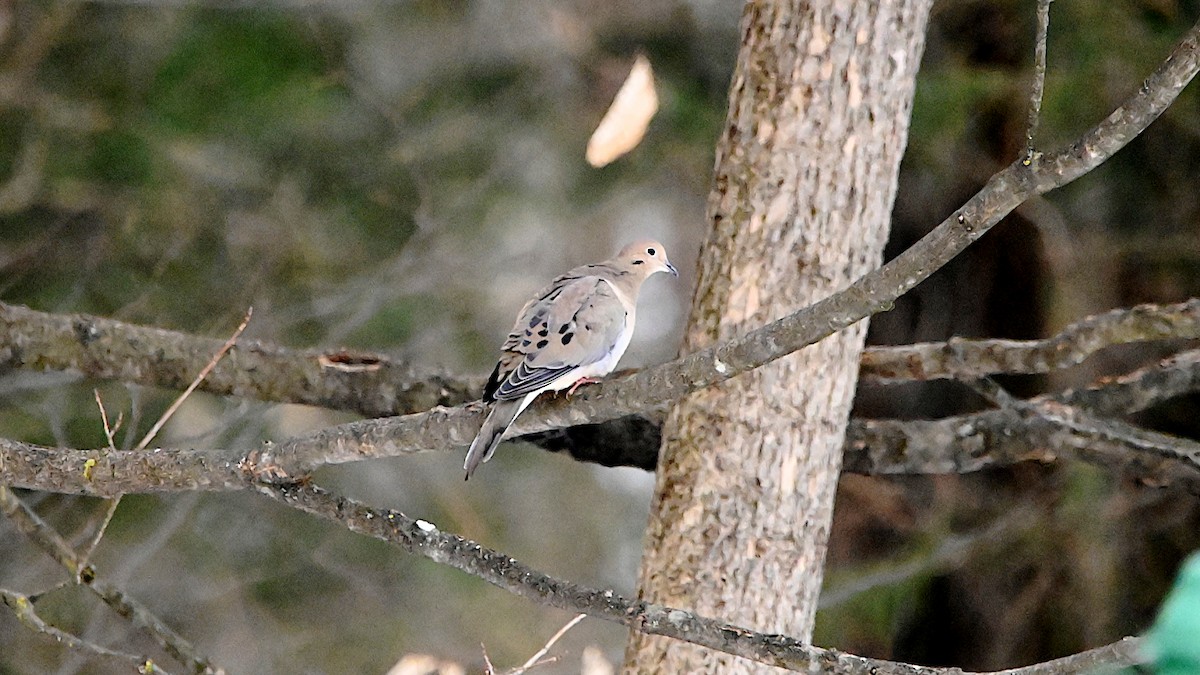 Mourning Dove - ML647310302