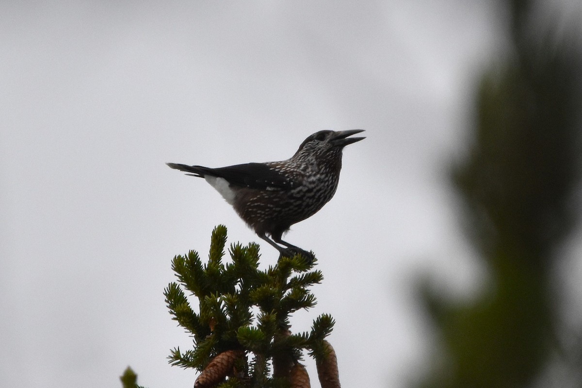 Northern Nutcracker - ML647310308