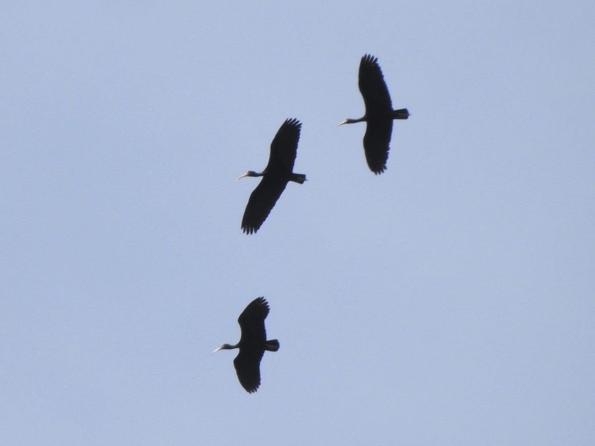 Bare-faced Ibis - ML647310318