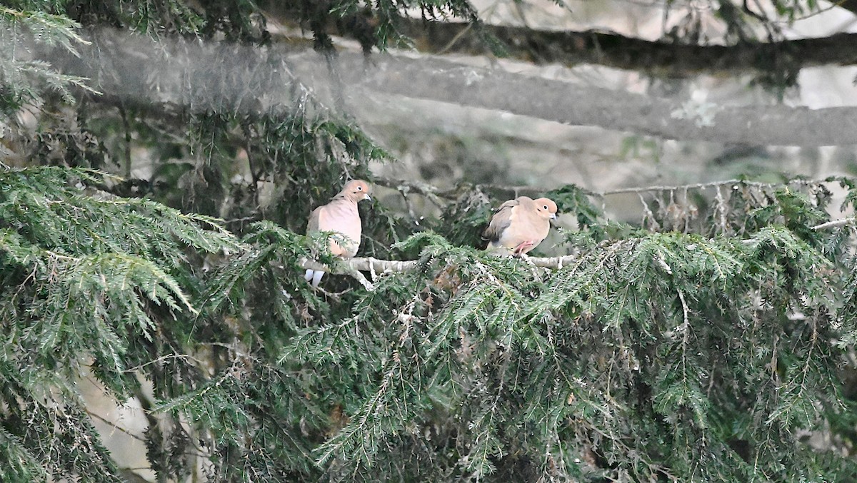 Mourning Dove - ML647310319