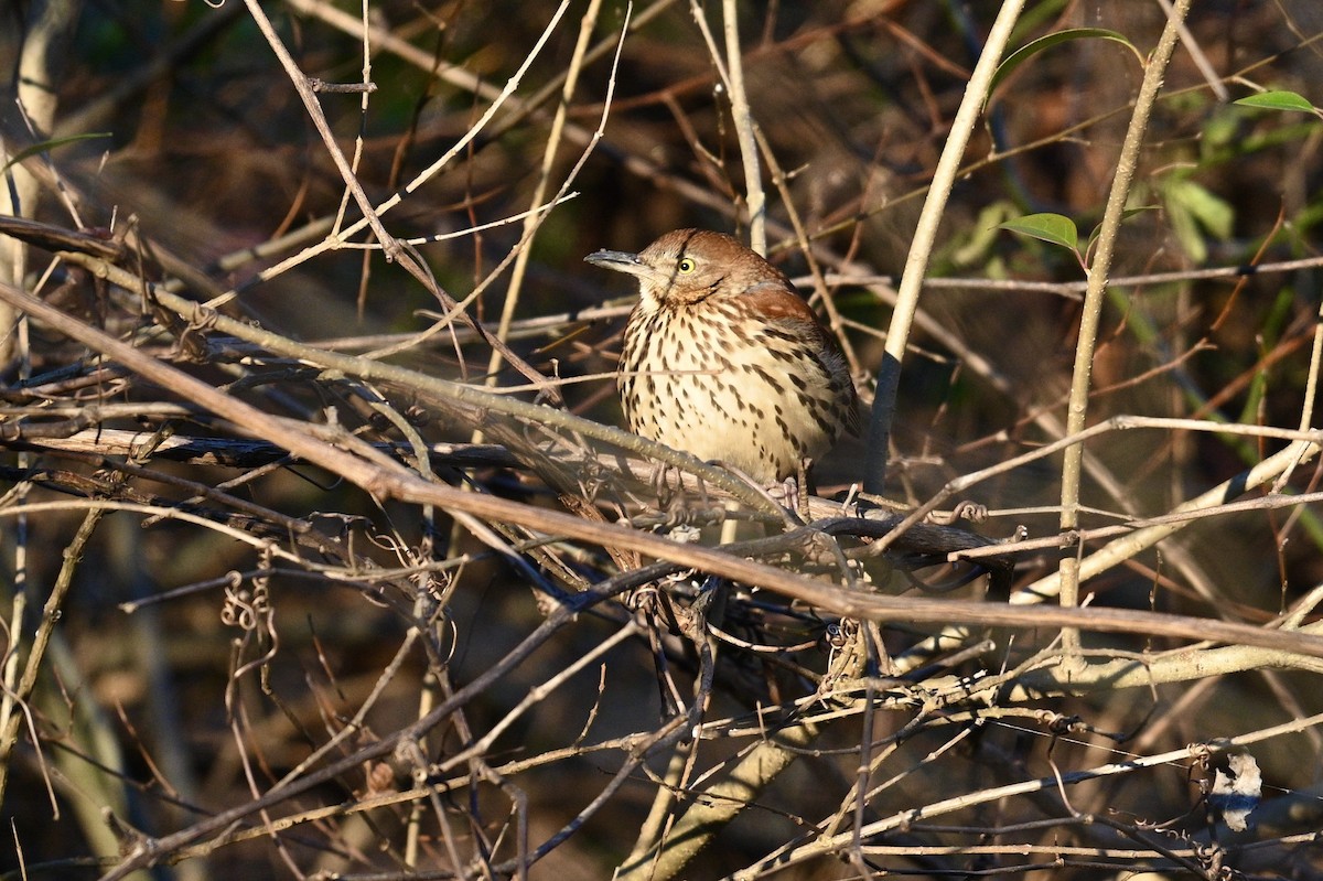 Brown Thrasher - ML647310323