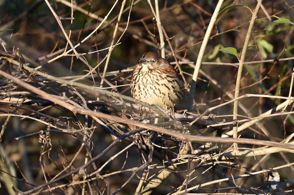 Brown Thrasher - ML647310324