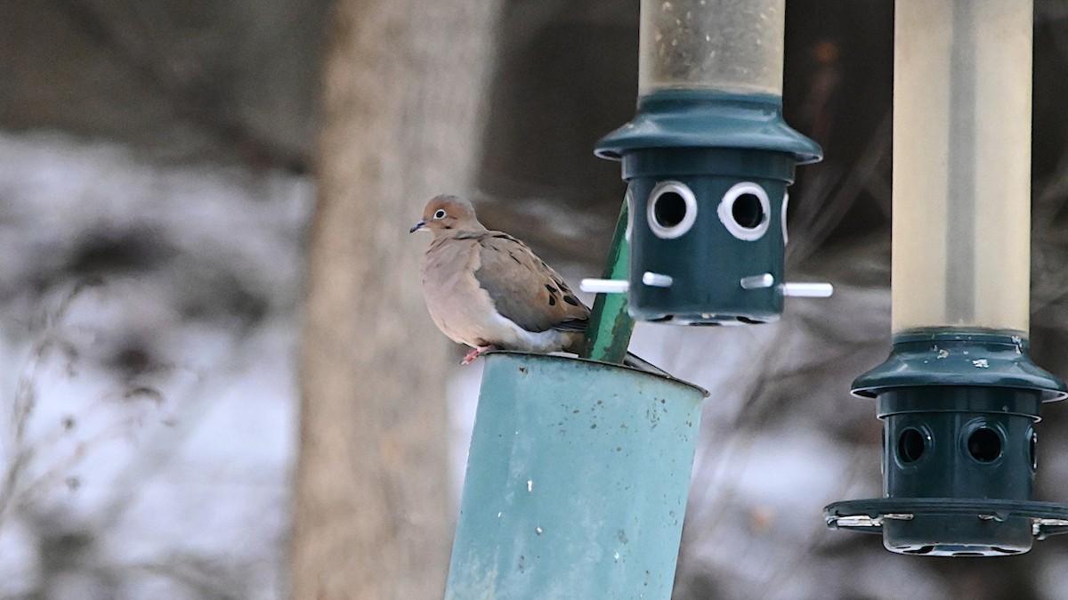 Mourning Dove - ML647310335