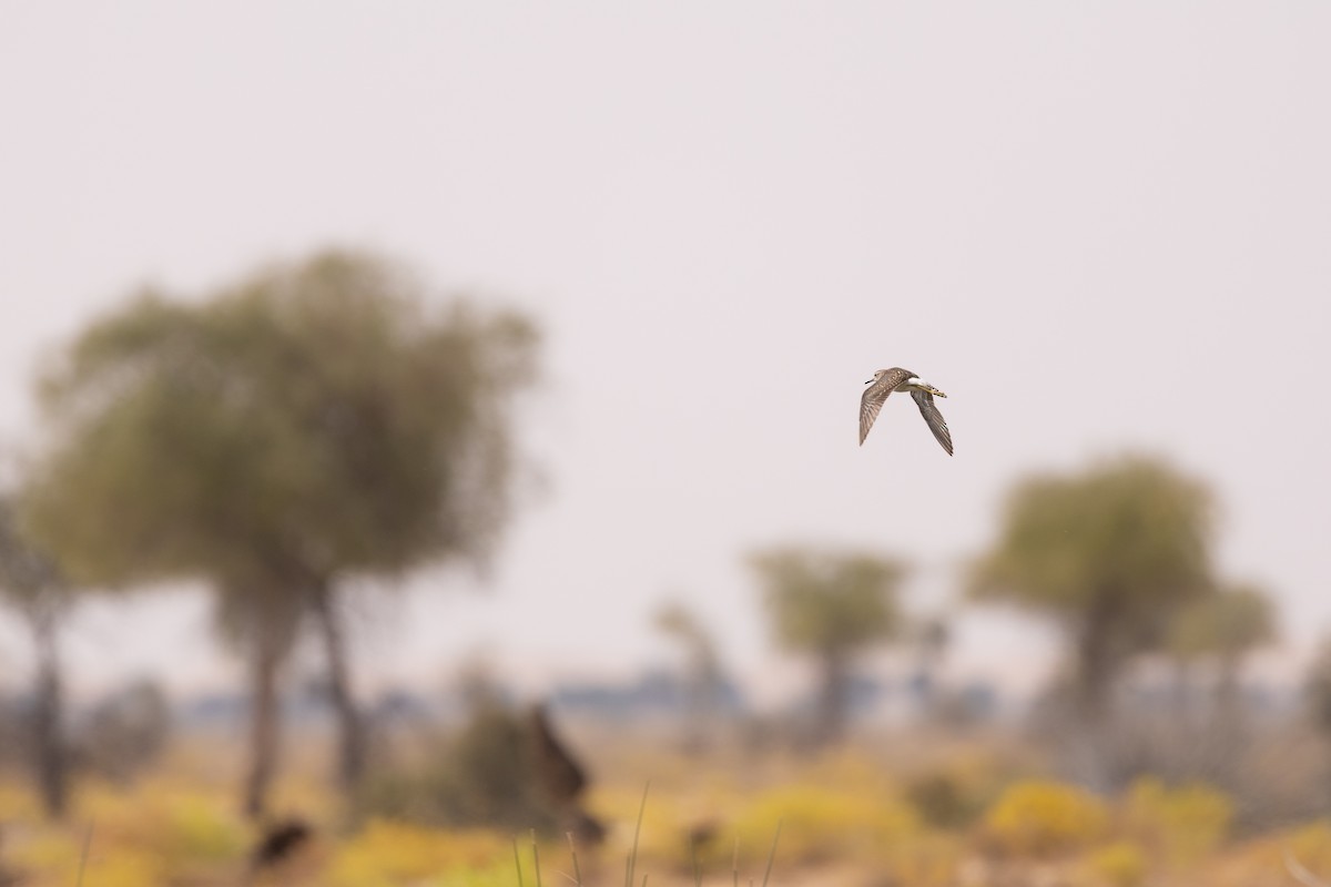 vodouš bahenní - ML647310342