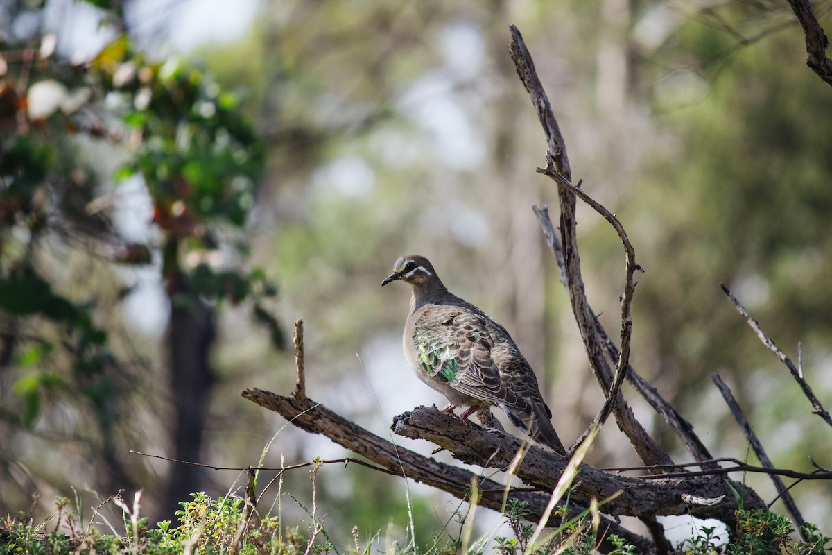 Common Bronzewing - ML647310352