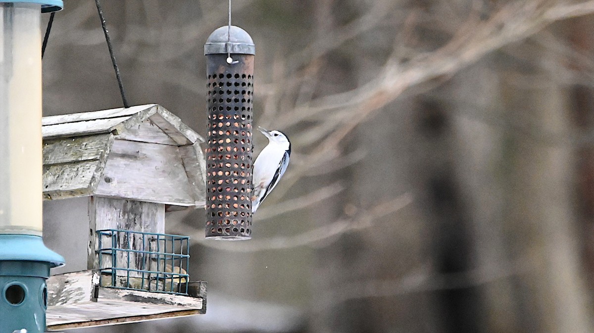White-breasted Nuthatch - ML647310364