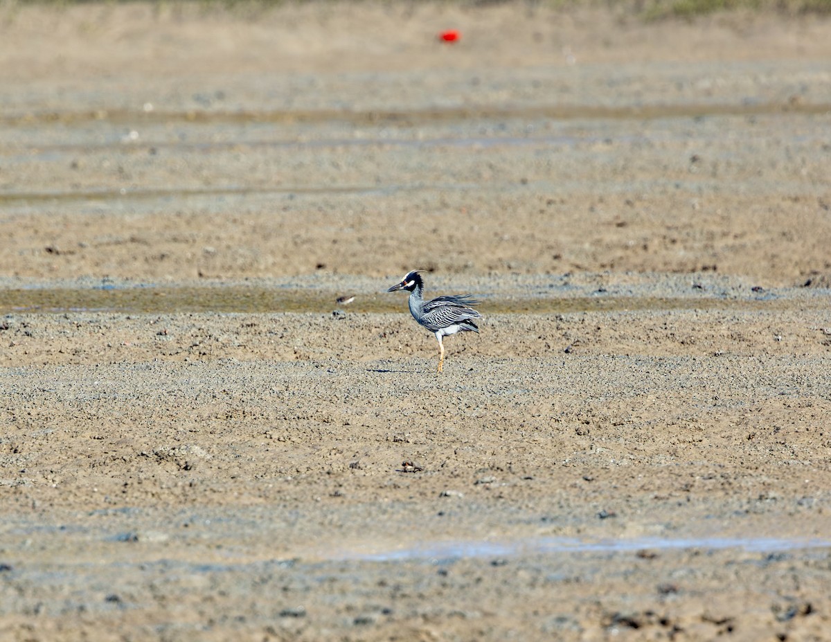 Yellow-crowned Night Heron - ML647310369