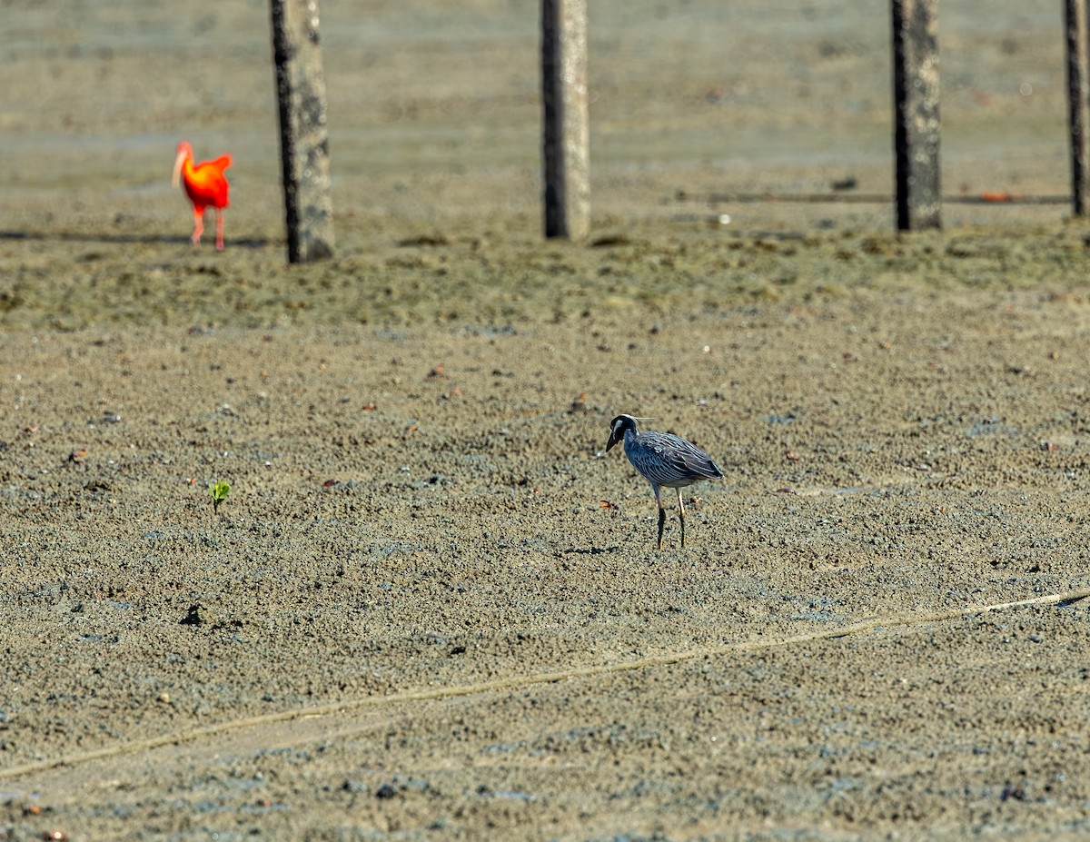 Yellow-crowned Night Heron - ML647310370