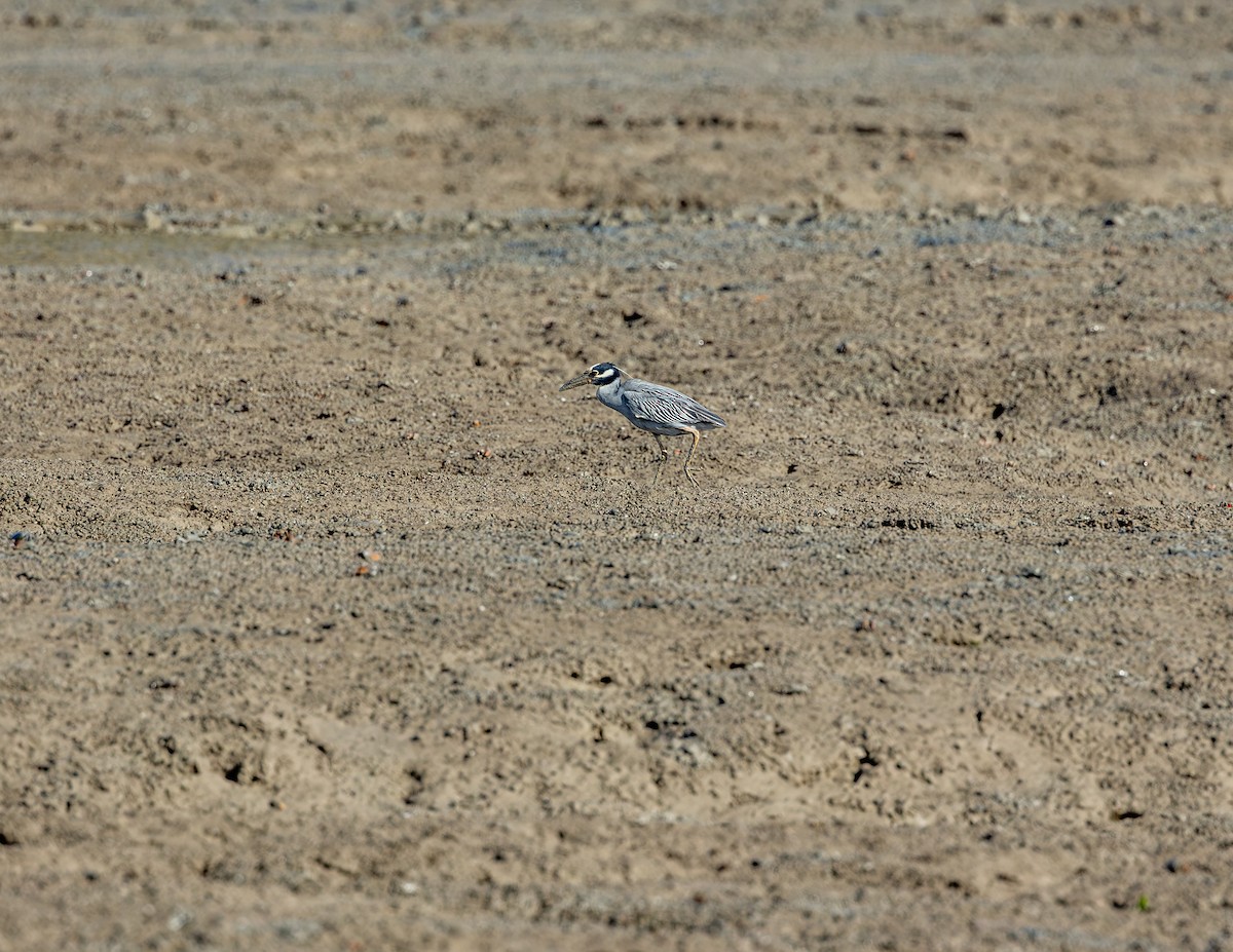 Yellow-crowned Night Heron - ML647310371