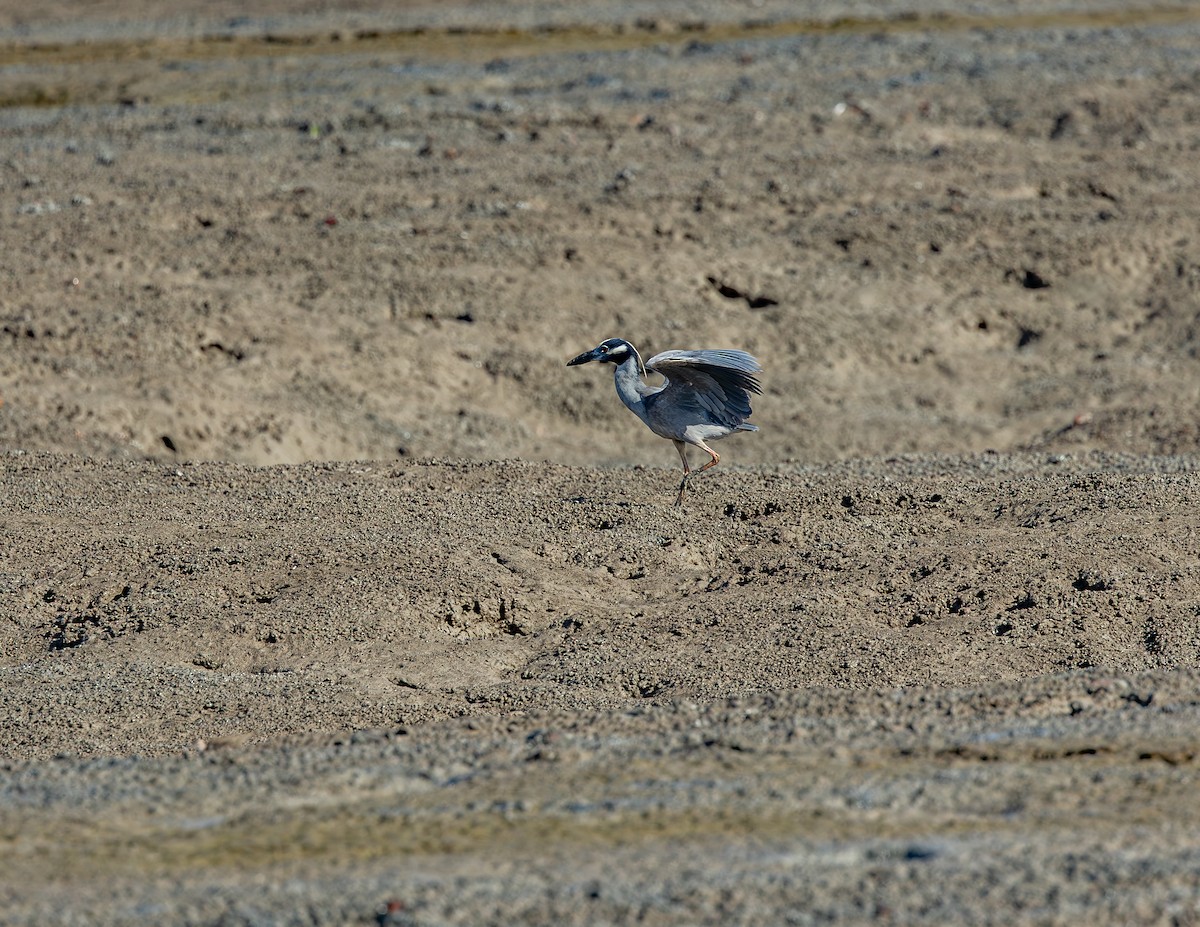 Yellow-crowned Night Heron - ML647310372