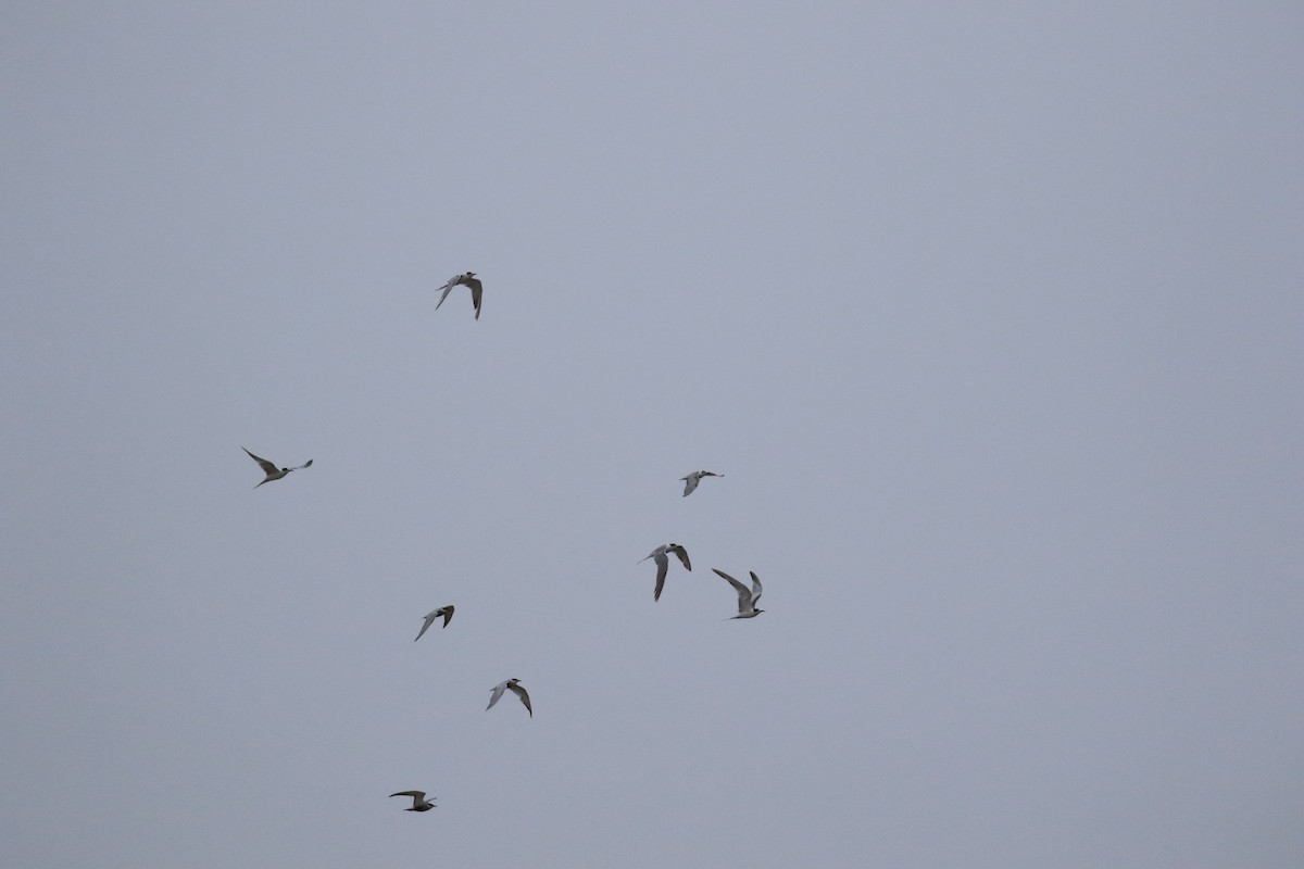 Common Tern - ML647310374