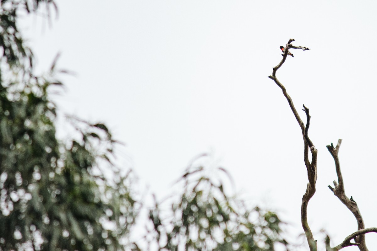 ヤドリギハナドリ - ML647310380