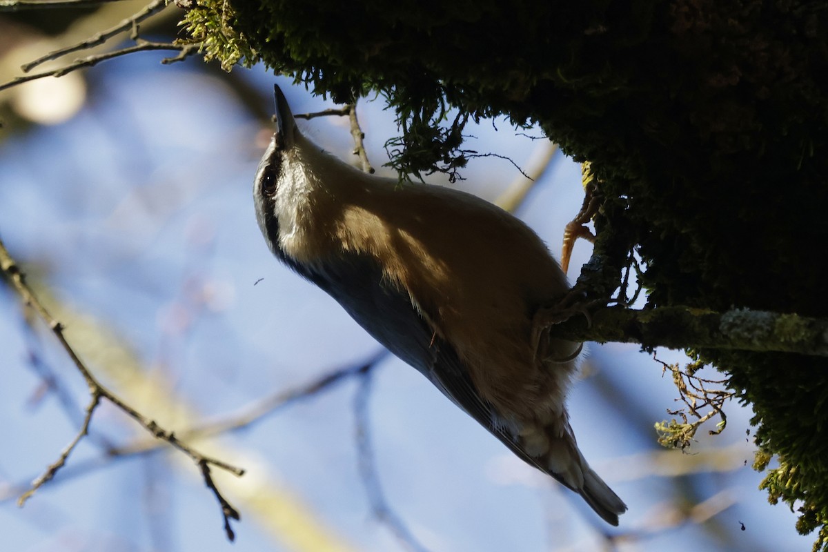 Повзик звичайний - ML647310437