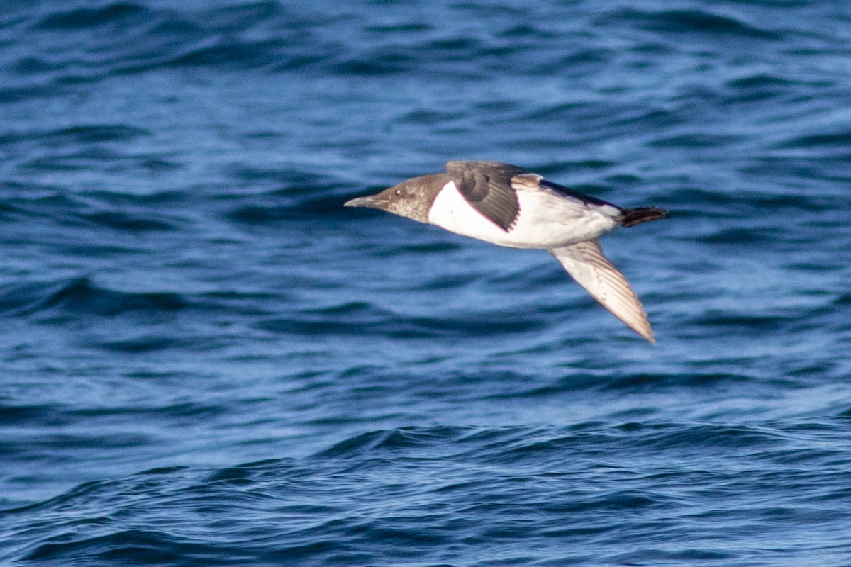 Trottellumme - ML647310440