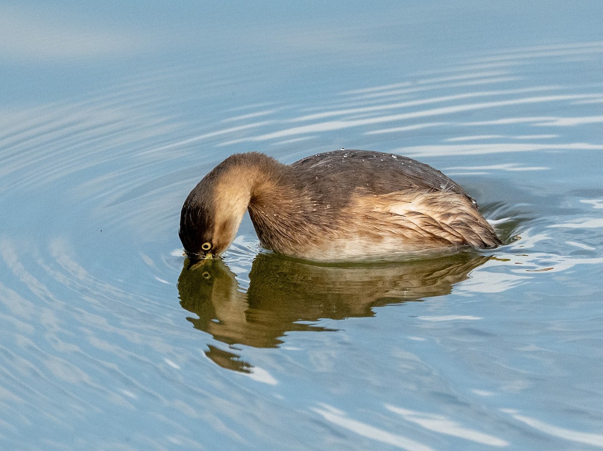 Little Grebe - ML647310441