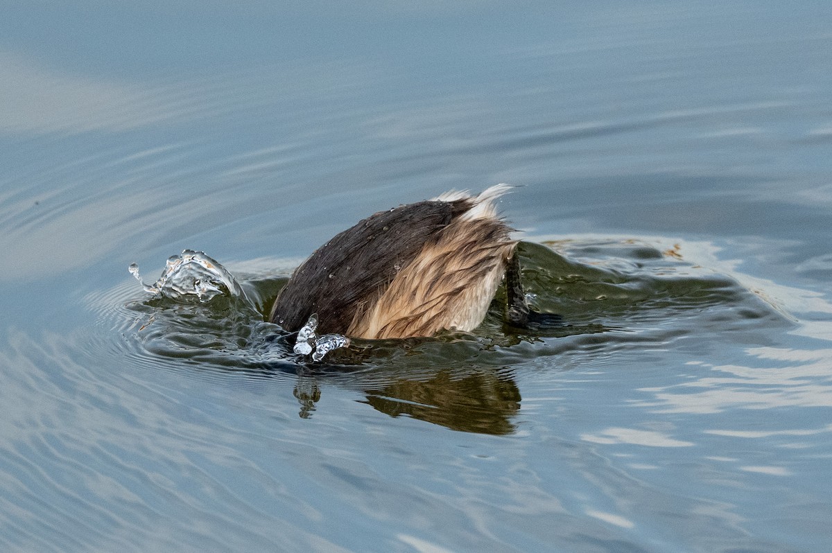 Little Grebe - ML647310442