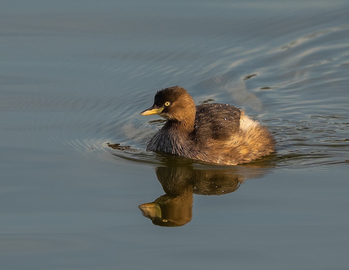 Little Grebe - ML647310443